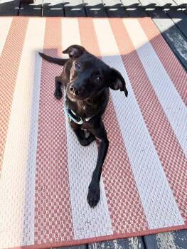 Madge -  Mixed Breed Dog for Adoption in Milton, Delaware - Madge | PetCurious