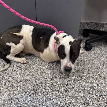 Zeke -  Pit Bull Terrier Dog for Adoption in Morganton, North Carolina - Zeke | PetCurious
