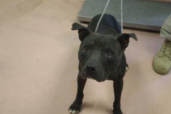 SLIM -  Mixed Breed Dog for Adoption in Columbia, South Carolina - SLIM | PetCurious