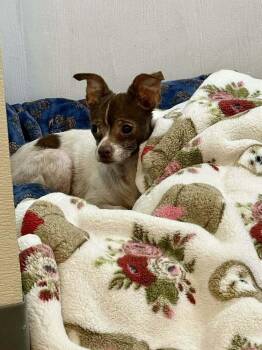 Chihuahua Dogs Available for Adoption in Winter Garden, Florida - Mavis | PetCurious