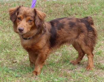 Corgi Dogs Available for Adoption in Prattville, Alabama - Stumpy 43454 | PetCurious
