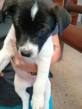 Rescue German Shepherd Dog and Labrador Retriever Dogs for Adoption in Amarillo, Texas - Eva | PetCurious