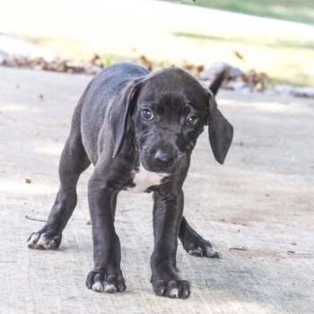 Laconia -  Mixed Breed Dog for Adoption in Groveland, Massachusetts - Laconia | PetCurious