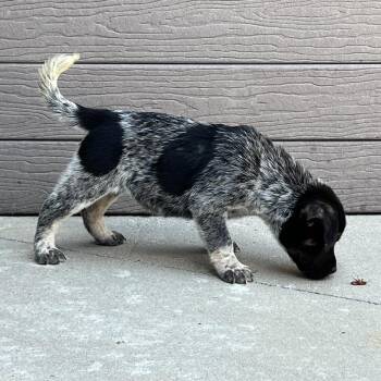 Cattle Dog Dogs Available for Adoption in Chattanooga, Tennessee - Buttons | PetCurious