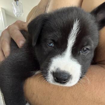 Husky Dogs Available for Adoption in Oceanside, California - Kobe | PetCurious