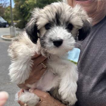 BEASTY -  Maltese and Mixed Breed Dog for Adoption in Richmond, California - BEASTY | PetCurious