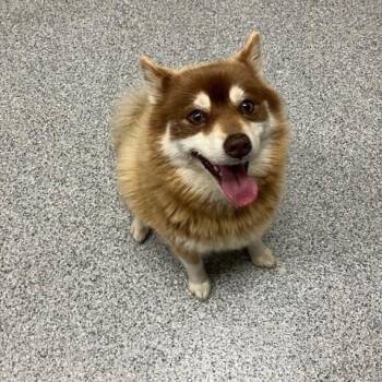 Pomeranian and Husky Dogs Available for Adoption in Grand Rapids, Michigan - Chase | PetCurious