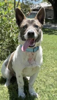 Maxwell -  American Staffordshire Terrier and Cardigan Welsh Corgi Dog for Adoption in San Antonio, Texas - Maxwell | PetCurious