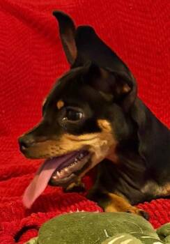 Rescue Dachshund and Miniature Pinscher Dogs for Adoption in Los Angeles, California - Puppy Norman - Bonded With Daisy - So Ca | PetCurious