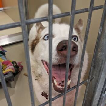 Rescue Husky Dogs for Adoption in Philadelphia, Pennsylvania - Chaco | PetCurious