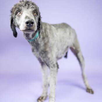 Akasha -  Poodle Dog for Adoption in Portland, Oregon - Akasha | PetCurious