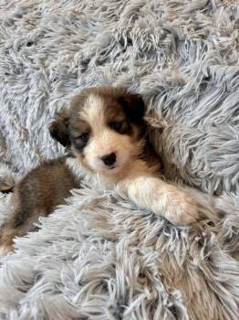 Border Collie Dogs Available for Adoption - Samoa (AL) | PetCurious