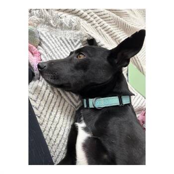 Patterdale Terrier Fell Terrier Dogs Available for Adoption - Remi | PetCurious