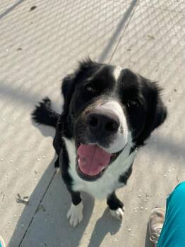 Bernese Mountain Dog Dogs Available for Adoption in Kalamazoo, Michigan - Fin | PetCurious