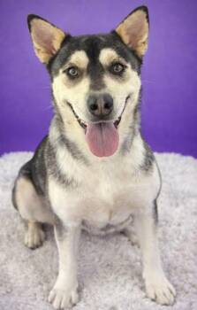 German Shepherd Dog and Husky Dogs Available for Adoption in Watertown, Connecticut - Silky | PetCurious