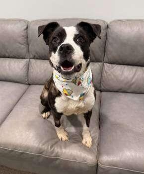 Piper- 40 pounds -  Mixed Breed Dog for Adoption in Sault Ste. Marie, Michigan - Piper- 40 Pounds | PetCurious
