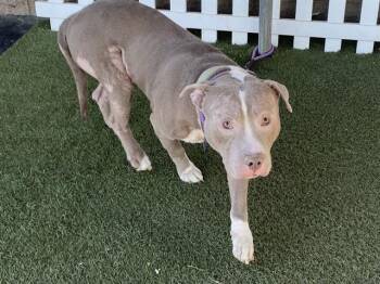 Pit Bull Terrier and Mixed Breed Dogs Available for Adoption - PALMER | PetCurious