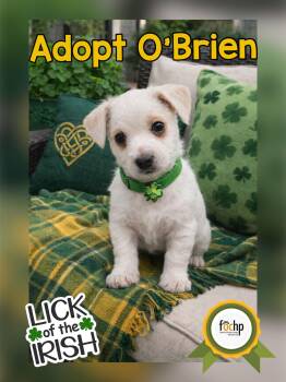 Poodle Dogs Available for Adoption - O