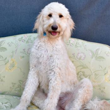 Poodle Dogs Available for Adoption - Moppy | PetCurious