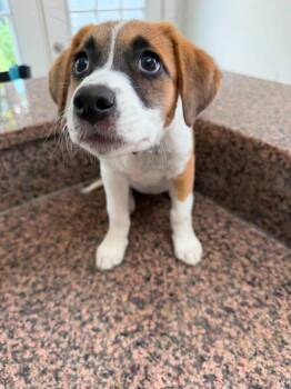 Uno -  Australian Shepherd Dog for Adoption in Grove City, Ohio - Uno | PetCurious