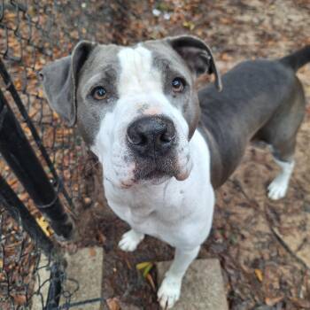 American Staffordshire Terrier Dogs Available for Adoption in Magnolia, Texas - Big Mama | PetCurious