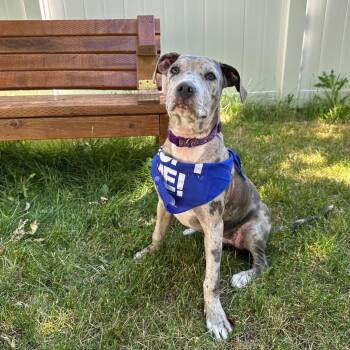 Lizzie -  Catahoula Leopard Dog Dog for Adoption in Logan, Utah - Lizzie | PetCurious
