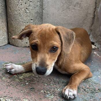 Dachshund and Labrador Retriever Dogs Available for Adoption in Ridgefield, Connecticut - Mikayla | PetCurious