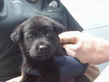 German Shepherd Dog and Mixed Breed Dogs Available for Adoption in Albuquerque, New Mexico - KITKAT | PetCurious