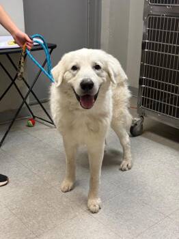 Mack -  Great Pyrenees Dog for Adoption in Sorrento, Louisiana - Mack | PetCurious