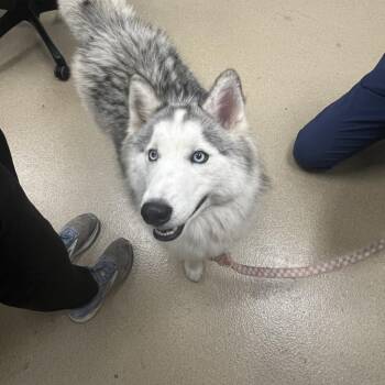 Husky Dogs Available for Adoption in West Palm Beach, Florida - Roxy | PetCurious