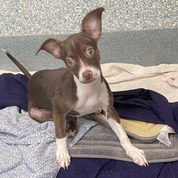Deliza -  Chihuahua and Cocker Spaniel Dog Available for Adoption in Hawthorne, California - Deliza | PetCurious