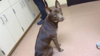 PRINCE CHARMING -  Australian Kelpie and Australian Cattle Dog Blue Heeler Dog for Adoption in Cookeville, Tennessee - PRINCE CHARMING | PetCurious