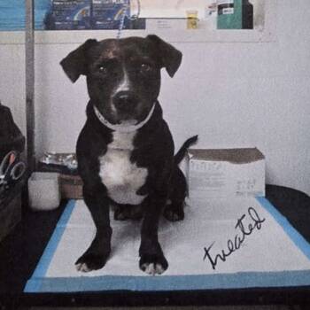 Rescue American Staffordshire Terrier Dogs for Adoption in Anahuac, Texas - Fievel - 1741 | PetCurious