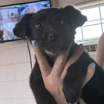 Woofy Goldberg -  Labrador Retriever and Mixed Breed Dog for Adoption in Otisfield, Maine - Woofy Goldberg | PetCurious