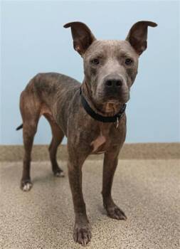 Mixed Breed Dogs Available for Adoption in Jacksonville, Florida - POLO | PetCurious