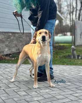 Rescue Mixed Breed Dogs for Adoption in Rock Hill, New York - Apollo | PetCurious