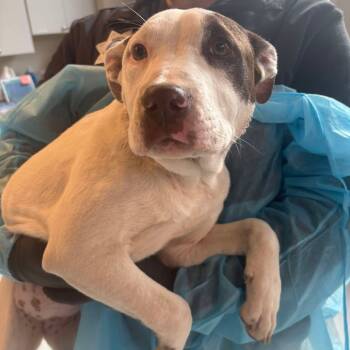 Rescue Mixed Breed Dogs for Adoption in Huntington, West Virginia - Marina | PetCurious