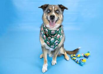 Australian Shepherd and Husky Dogs Available for Adoption in Colorado Springs, Colorado - ANDERS | PetCurious