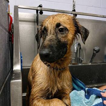 Sariyah -  Mixed Breed Dog for Adoption in Valley, Alabama - Sariyah | PetCurious