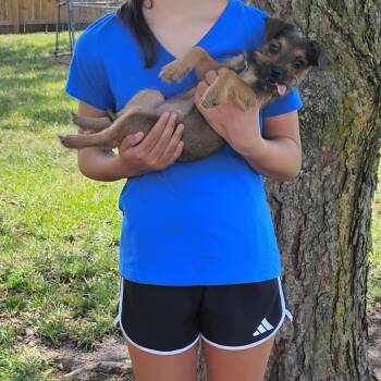 Mocha -  Rat Terrier Dog for Adoption in Salisbury, Maryland - Mocha | PetCurious