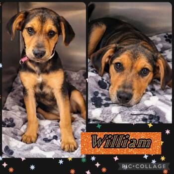 Sweet William -  Labrador Retriever and Hound Dog for Adoption in Ringwood, New Jersey - Sweet William | PetCurious