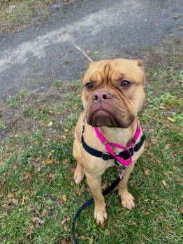 Rescue Mixed Breed Dogs for Adoption in Montreal, Quebec - Sunset | PetCurious