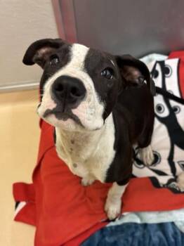 Coconut -  Pit Bull Terrier and Mixed Breed Dog for Adoption in Bellevue, Washington - Coconut | PetCurious
