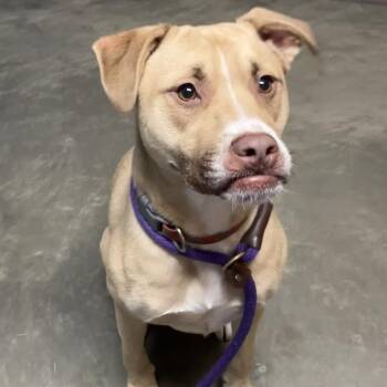 Mixed Breed Dogs Available for Adoption in Dekalb, Illinois - Captain | PetCurious