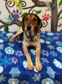 Rescue Mixed Breed Dogs for Adoption in Brookhaven, Mississippi - Roscoe 25 | PetCurious