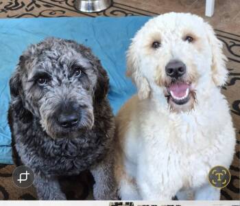 Goldendoodle Dogs Available for Adoption - Bentley & Blondie | PetCurious