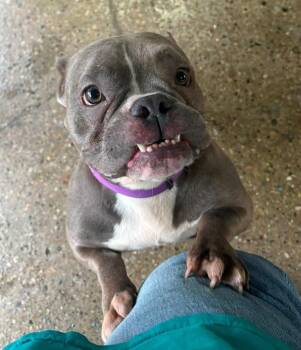 American Staffordshire Terrier Dogs Available for Adoption in Warren, Michigan - Maggie | PetCurious