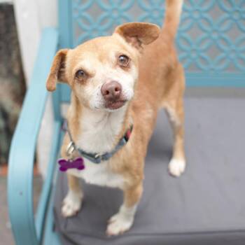 Chihuahua Dogs Available for Adoption in Los Angeles, California - Diego | PetCurious