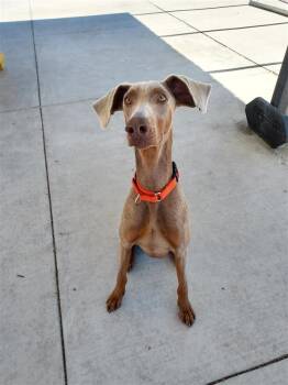 Doberman Pinscher Dogs Available for Adoption - Roscoe | PetCurious