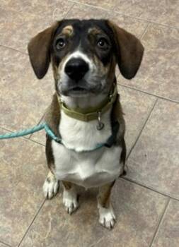 Razor -  Hound and Australian Cattle Dog Blue Heeler Dog for Adoption in Littleton, Colorado - Razor | PetCurious